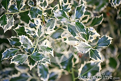 Common holly, Ilex aquifolium Argentea marginata, white and green leaves Stock Photo